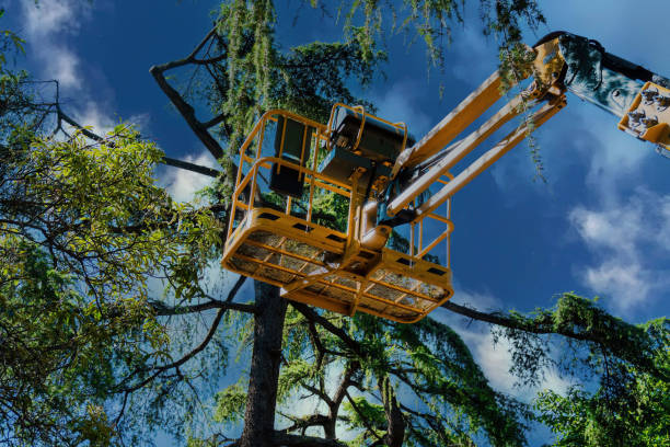 Professional  Tree Services in Laurium, MI