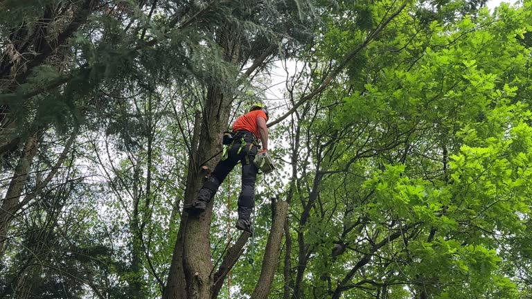 Best Emergency Tree Removal Services  in Laurium, MI