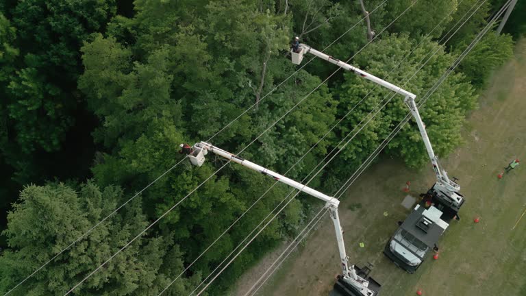 Best Commercial Tree Removal  in Laurium, MI