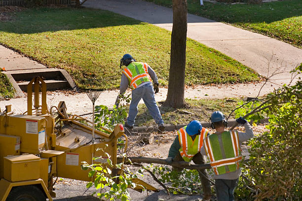 How Our Tree Care Process Works  in  Laurium, MI