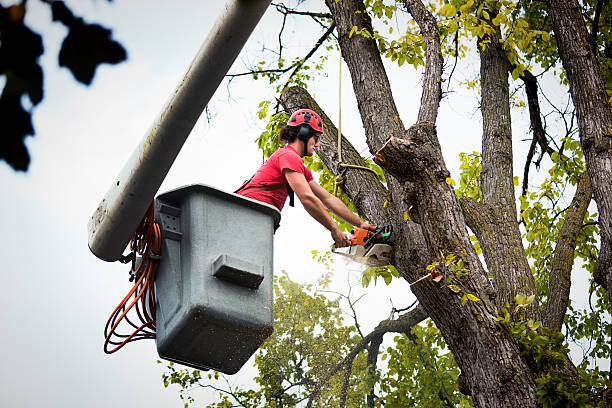 Best Residential Tree Removal  in Laurium, MI